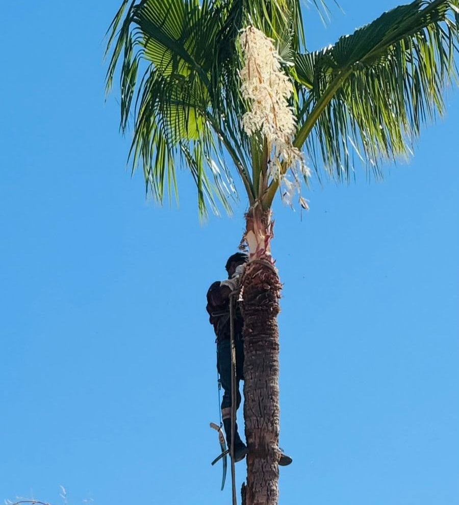 CUIDANDO NUESTRAS ÁREAS VERDES